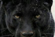 【乐玩LEWIN】回归倒计时？卢卡库社媒晒黑豹照片+⏰-乐玩真人线上娱乐