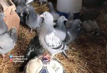 【乐玩LEWIN】今日趣图：祝吧友能找到一起看球的女朋友??-乐玩真人线上娱乐