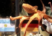 【乐玩LEWIN】南非世界杯预测之神,真正的大英帝星章鱼保罗-乐玩真人线上娱乐