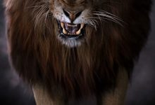 【乐玩LEWIN】博格巴社媒发布凶猛雄狮图片：正在路上......-乐玩真人线上娱乐