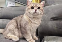 【乐玩LEWIN】WBG分享Xiaohu宠物麻薯生日返图：是一岁生日的快乐小猫咪!-乐玩真人线上娱乐