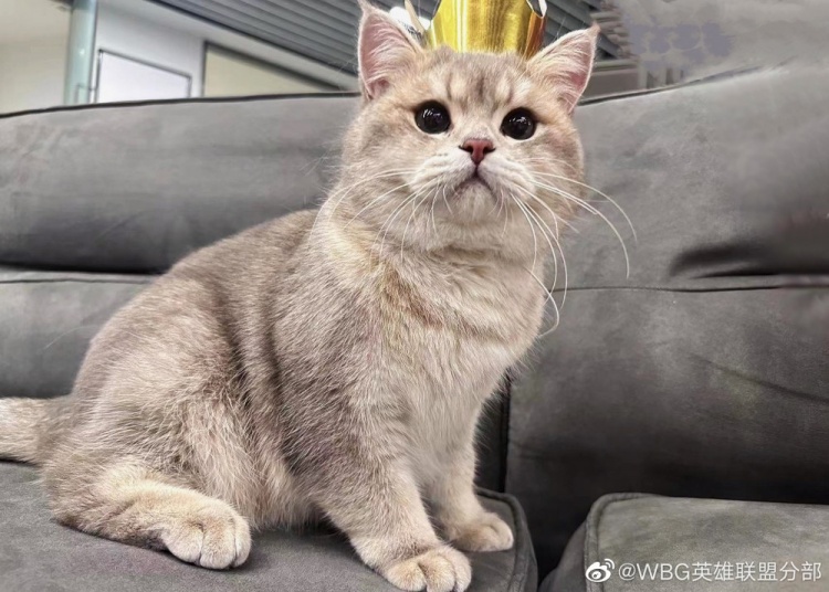 WBG分享Xiaohu宠物麻薯生日返图：是一岁生日的快乐小猫咪!