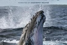 【乐玩LEWIN】鲸鱼的秘密全集 2021美国纪录 HD1080P 迅雷下载-乐玩真人线上娱乐