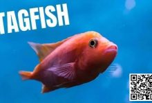 【EV扑克】策略教学:你是一条紧凶的“鱼”吗?对照这7点看看-乐玩真人线上娱乐