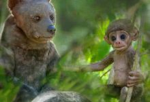 【乐玩LEWIN】2020英国纪录《荒野间谍第二季》全集 HD1080P 迅雷下载-乐玩真人线上娱乐