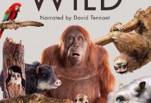 【乐玩LEWIN】2017BBC高分纪录片《荒野间谍》全集 HD1080 高清下载-乐玩真人线上娱乐