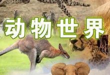 【乐玩LEWIN】1968纪录片《动物世界》全集 HD1080P 高清迅雷下载-乐玩真人线上娱乐