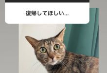 【乐玩LEWIN】这就是松下问童子删帐号的原因?让退而不休的女优最困扰的是⋯-乐玩真人线上娱乐