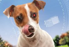 【乐玩LEWIN】2016加拿大科幻《我的超级智能狗》HD1080P 迅雷下载-乐玩真人线上娱乐