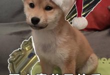 【乐玩LEWIN】LPL赛事没品图:快点下班回去过节-乐玩真人线上娱乐