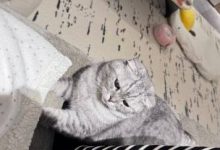 【乐玩LEWIN】姿态妻子周喵喵晒照：一猫 一狗 一生活~-乐玩真人线上娱乐