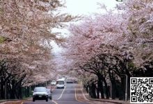 【EV扑克】WPT韩国 | 樱你而来 赴春之约 济州岛游玩攻略之看樱花篇-乐玩真人线上娱乐