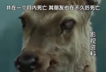 【乐玩LEWIN】游戏变成现实？美国72岁老人感染僵尸鹿病毒 曾短暂出现攻击行为！-乐玩真人线上娱乐