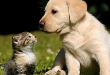 【乐玩LEWIN】修狗修猫是什么意思? 起底修狗修猫意思及其出处-乐玩真人线上娱乐