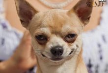 【乐玩LEWIN】网上所说的名媛是褒义还是贬义？ 起底网络词汇名媛真实含义-乐玩真人线上娱乐