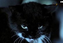 【乐玩LEWIN】猫脸老太太事件, 真的有猫脸老太太吗事情真相是怎样的-乐玩真人线上娱乐