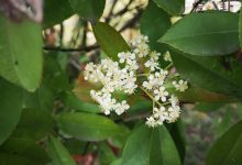 【乐玩LEWIN】石楠花为什么叫最污花? 摒弃气味它的用途广泛-乐玩真人线上娱乐