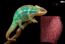 【乐玩LEWIN】守宫砂准吗? 现代人有点守宫砂值得信吗?-乐玩真人线上娱乐