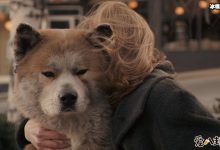 【乐玩LEWIN】爱犬追婚车6里地. 忠犬的故事让人感动落泪!-乐玩真人线上娱乐