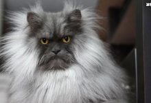 【乐玩LEWIN】网红猫咪Juno因天生生气脸走红  猫咪照片被扒-乐玩真人线上娱乐