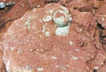 【乐玩LEWIN】小学生游玩时发现六千万年前恐龙蛋！网友纷纷感慨！-乐玩真人线上娱乐