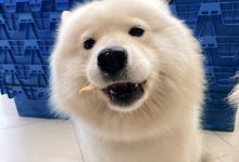 【乐玩LEWIN】Tarzan晒宠物照:一起去买零食的bali和吃我带回来的零食的bali-乐玩真人线上娱乐