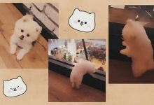 【乐玩LEWIN】EDG官宣队宠Nice“退役”：最可爱的宝贝正式启程前往下一站汪星-乐玩真人线上娱乐