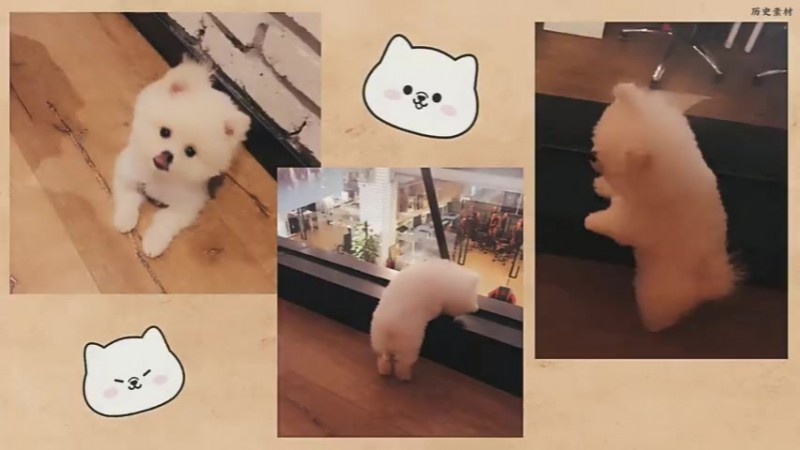 EDG官宣队宠Nice“退役”：最可爱的宝贝正式启程前往下一站汪星