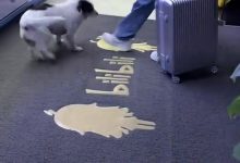 【乐玩LEWIN】回家的诱惑！BLG发布Xun抵达基地视频：欢迎Xun大哥回家-乐玩真人线上娱乐