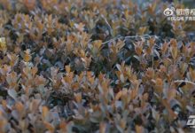 【乐玩LEWIN】BLG官方发布对阵JDG赛前视频：沉心深耕，稳中求进-乐玩真人线上娱乐