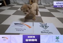 【乐玩LEWIN】蟹哥被煮了吗？！LCK赛前狗狗预测：HLE胜BRO T1胜KT-乐玩真人线上娱乐