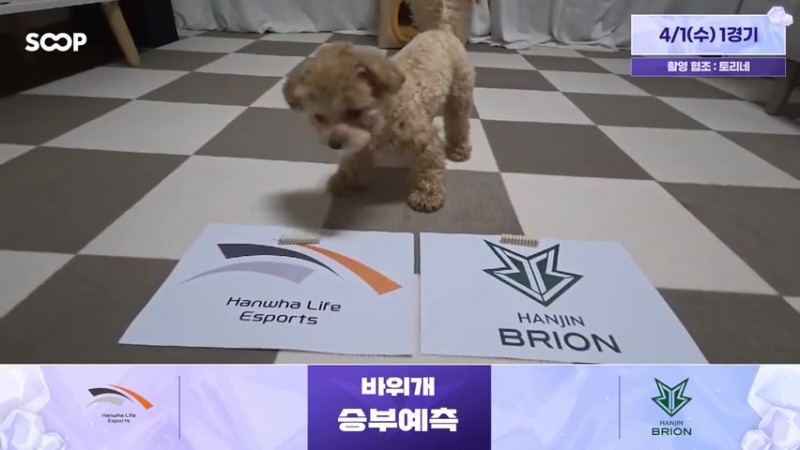 蟹哥被煮了吗？！LCK赛前狗狗预测：HLE胜BRO T1胜KT